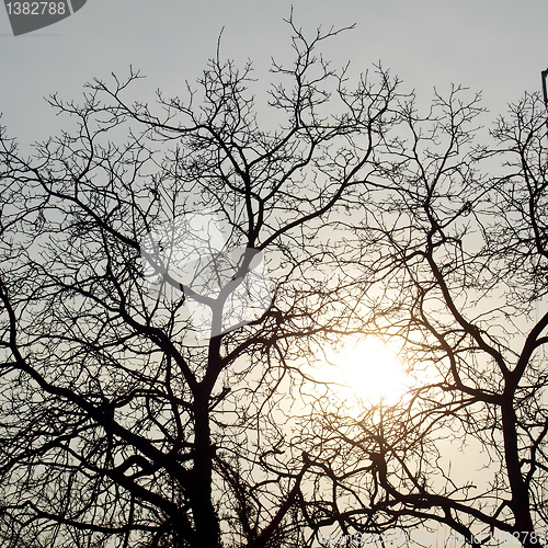 Image of Tree picture
