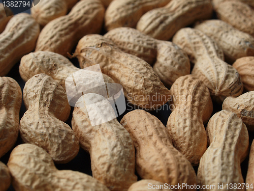 Image of Peanut picture