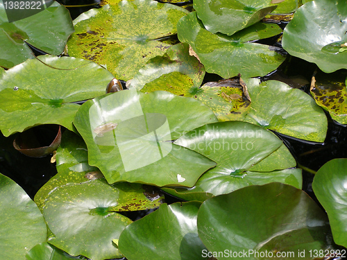 Image of Water lily Nimphaea