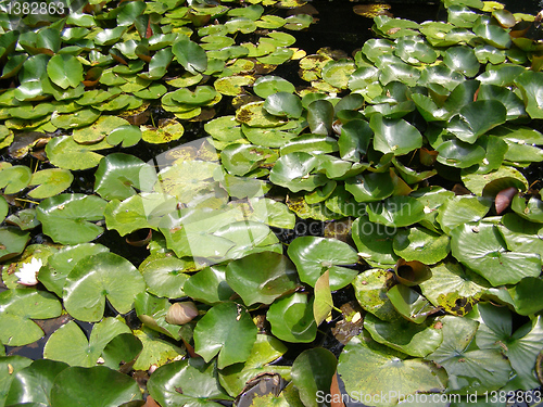 Image of Water lily Nimphaea