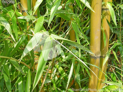 Image of Leaf picture