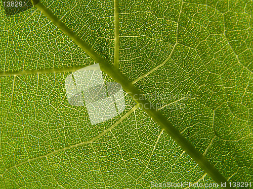 Image of Green skin