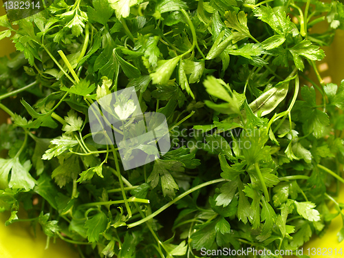 Image of Parsley