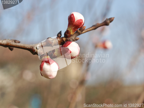 Image of Peach tree flower