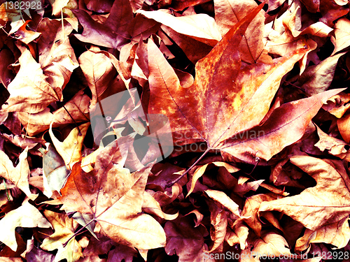 Image of Maple leaves