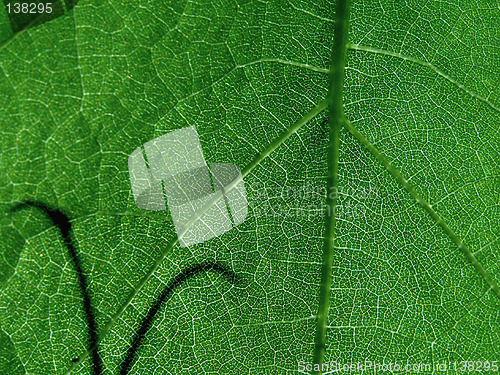 Image of Green leaf