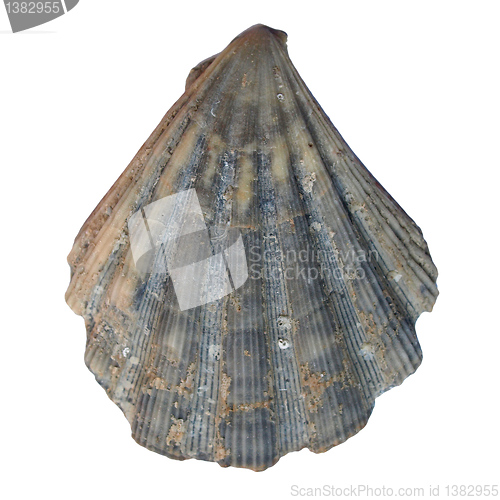 Image of Shell picture