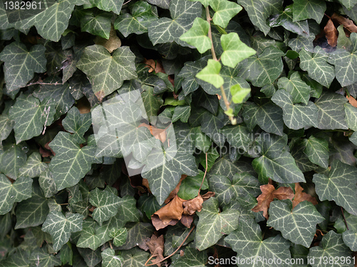 Image of Ivy picture