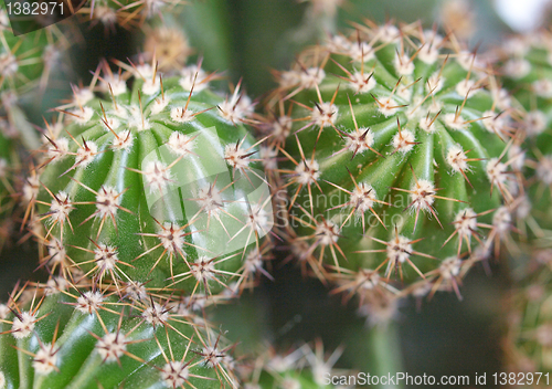 Image of Cactus picture