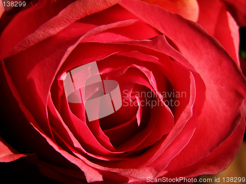 Image of Red rose