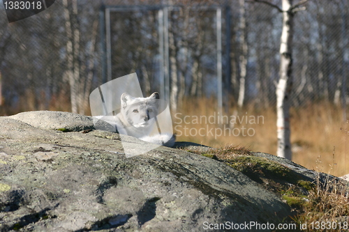 Image of Arctic fox looking up from the stone