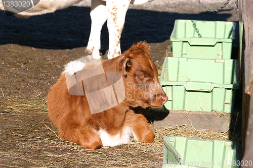 Image of calf is relaxing