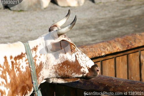 Image of spotted cow's head with horns