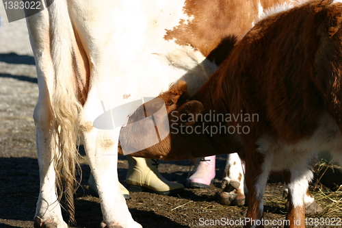 Image of Calf drinking milk from cow udders