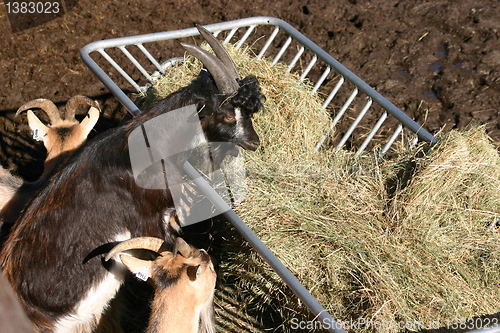 Image of goats eats grass hay