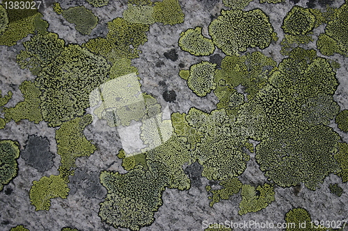 Image of lichen on rock