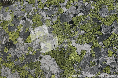 Image of lichen on rock