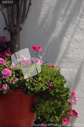 Image of flowers in sunlight