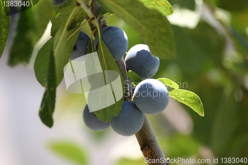 Image of blue plums growing on plum tree