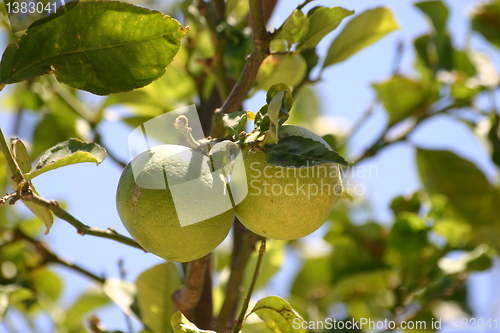 Image of Lemons growing on lemon tree