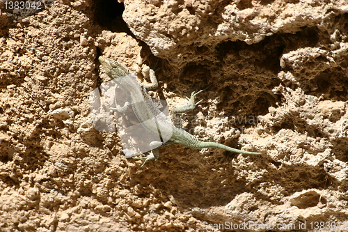 Image of lizard climbs on rock