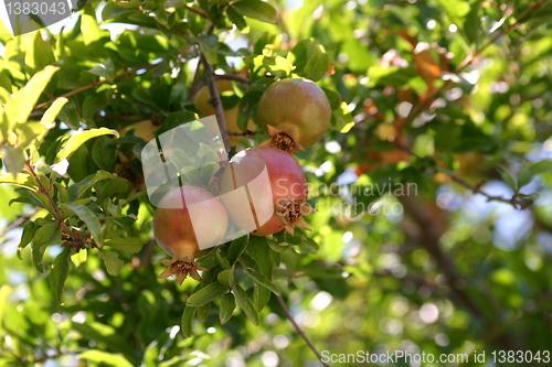 Image of pomegranates grow in three