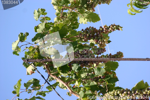 Image of grapes growing on wine stock