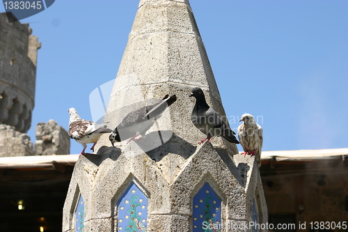 Image of doves pigeons