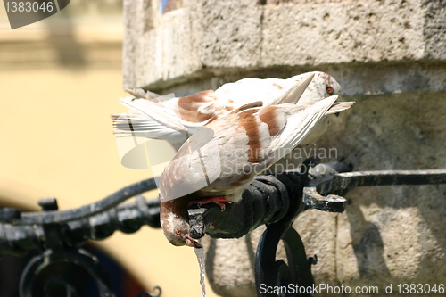 Image of doves drinking from fountain