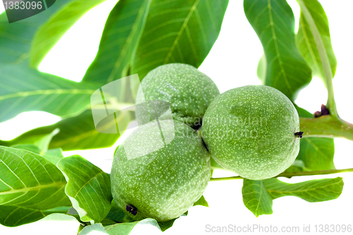 Image of Green walnut