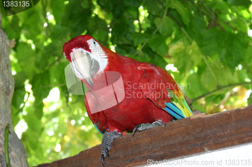 Image of scarlet  macaw Parrot Bird Ara macao