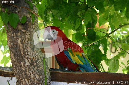 Image of scarlet  macaw Parrot Bird Ara macao