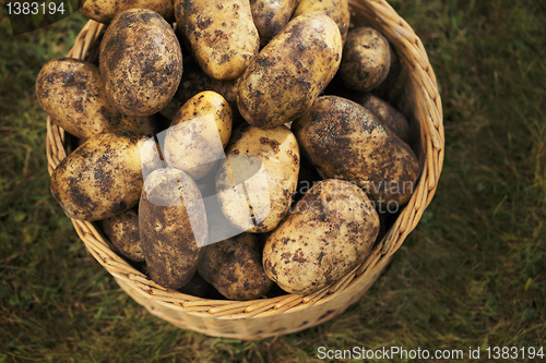 Image of Potatoes