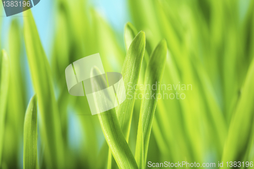 Image of Barley Seedlings