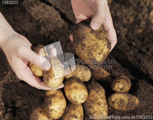 Image of Potato Harvest