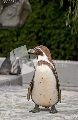 Image of Brown Magellanic Penguin