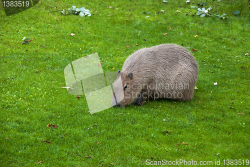 Image of Capybara