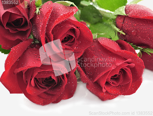 Image of red roses