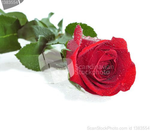 Image of red rose 