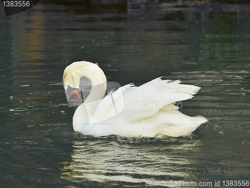 Image of swan