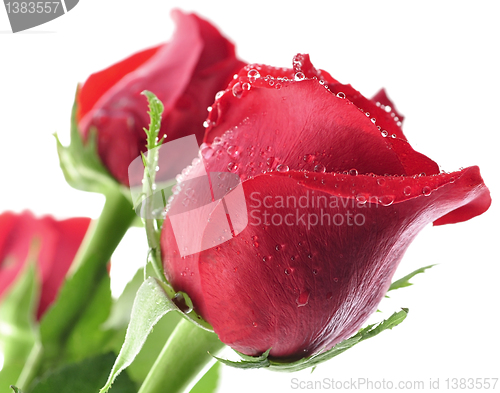 Image of red roses