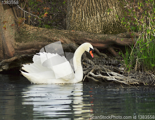 Image of swan 