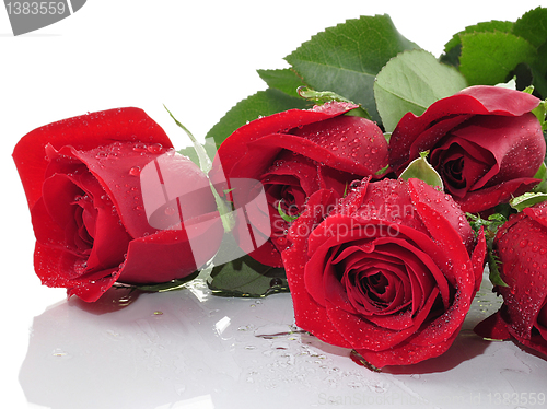 Image of red roses