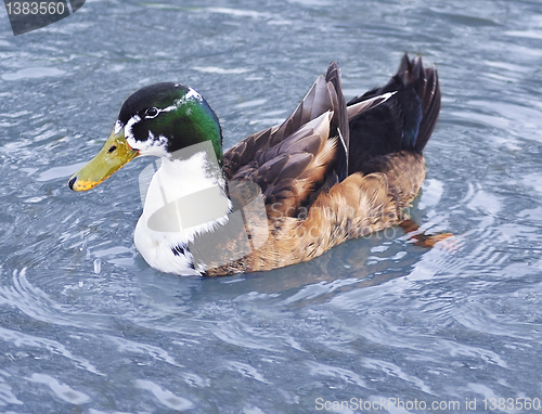 Image of Beautiful colorful duck 