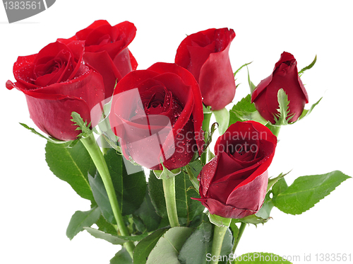 Image of red roses