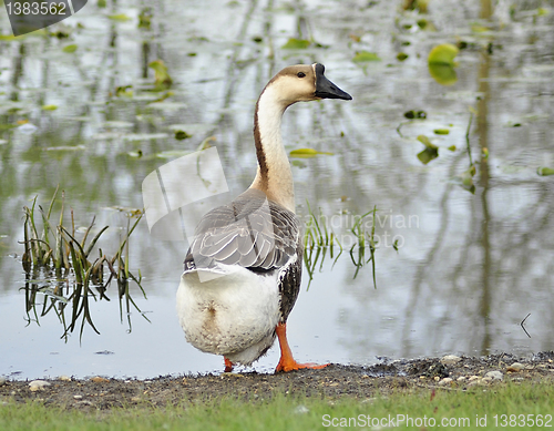 Image of wild goose