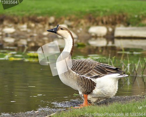 Image of wild goose 