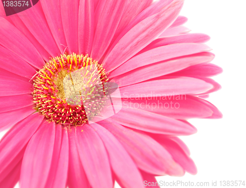 Image of pink daisy 