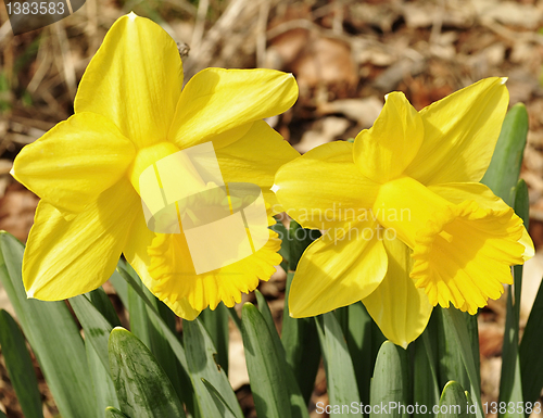 Image of daffodil flowers 