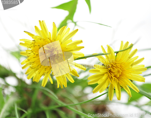 Image of  dandelions